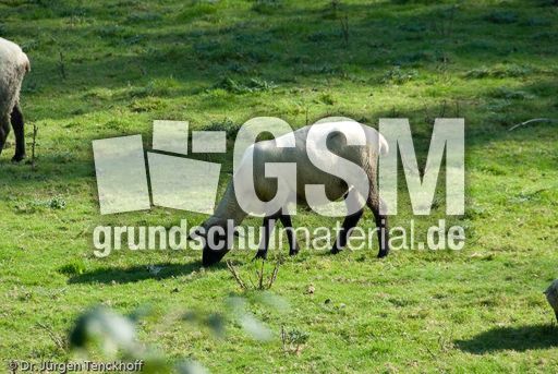 Schaf (44 von 61).jpg